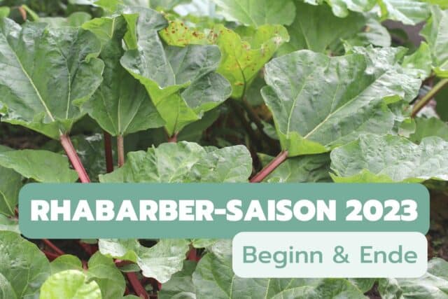 Rhabarber-Saison 2023