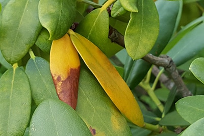 gelbe Blätter