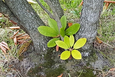 Rhododendron