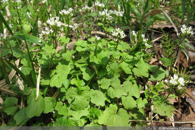 Wasabi