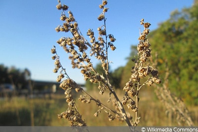 Artemisia absinthium