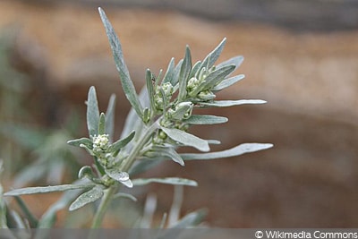 Artemisia absinthium