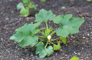 Zucchini Pflanzzeit