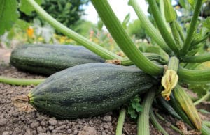 Zucchini roh essbar, Nachbar