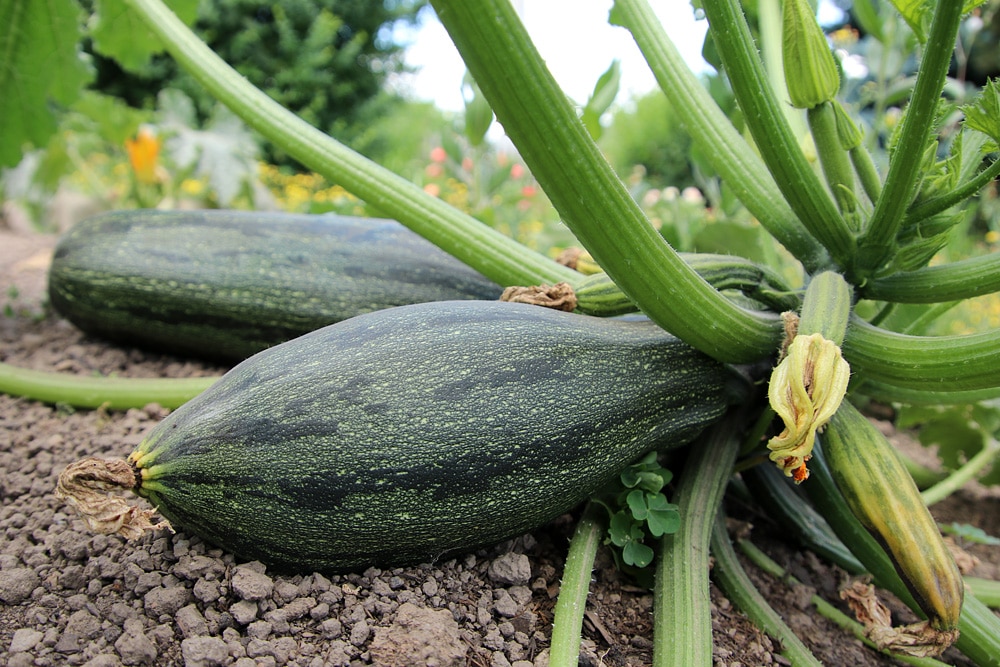 Zucchini roh essbar, Nachbarn