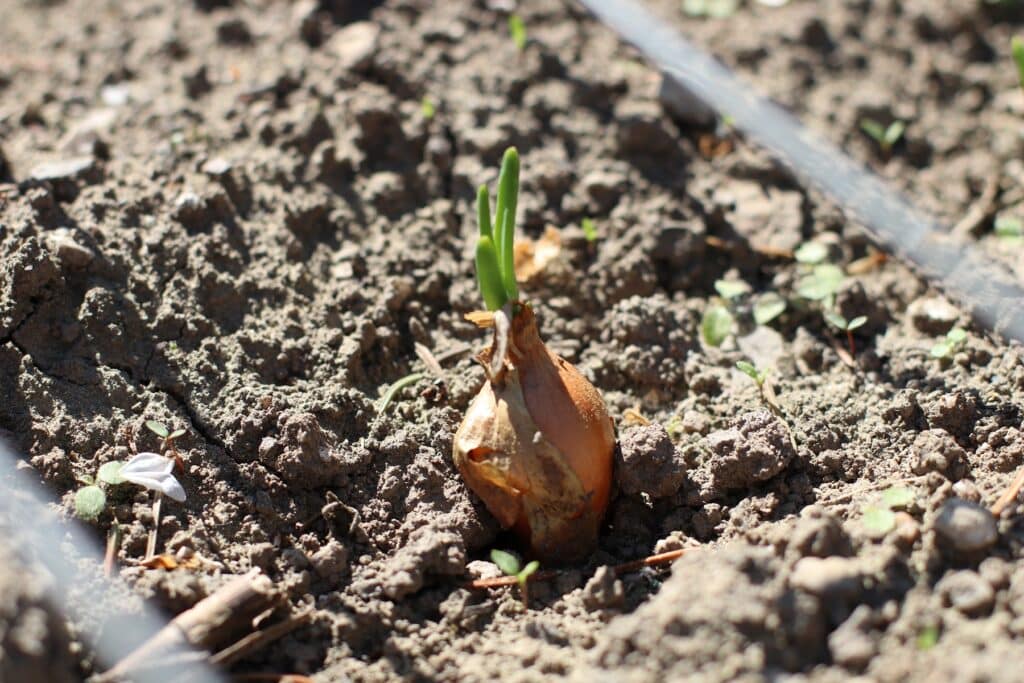 Zwiebel (Allium cepa) im Beet