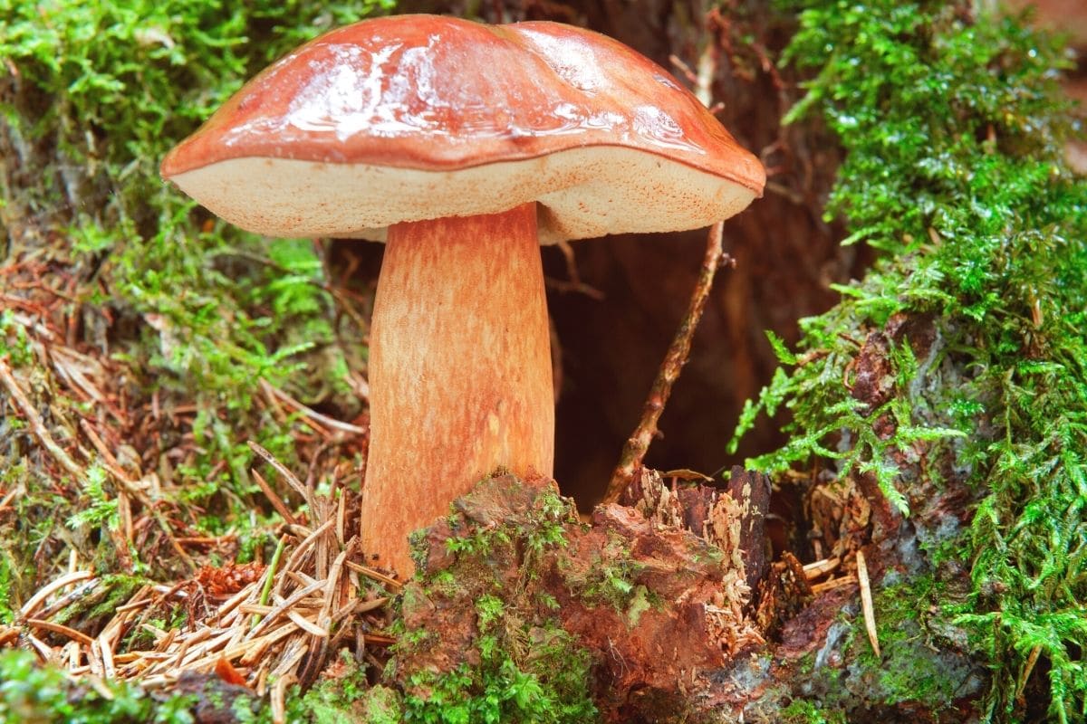 Bronzeröhrling (Boletus aereus)