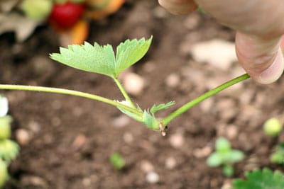 Erdbeeren Ausläufer