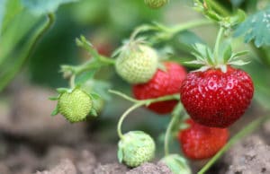 Fragaria