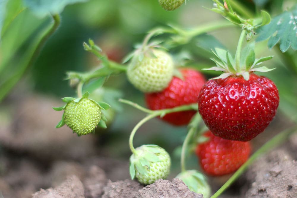 Fragaria, Nachbarn