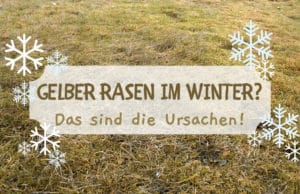 Gelber Rasen im Winter