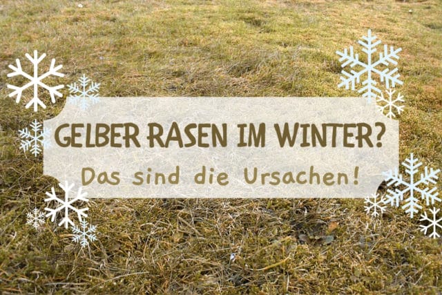 Gelber Rasen im Winter
