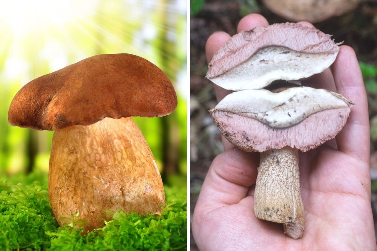 Gemeiner Gallenröhrling (Tylopilus felleus)