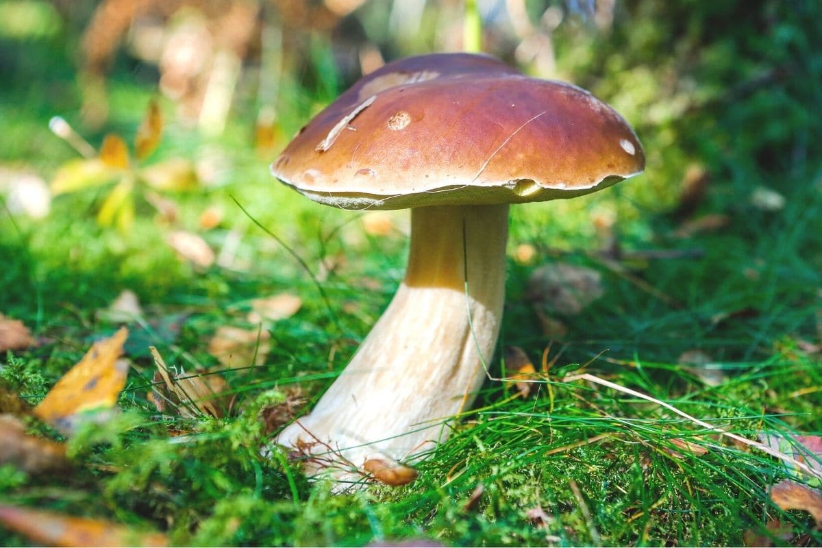 Gemeiner Steinpilz (Boletus edulis)