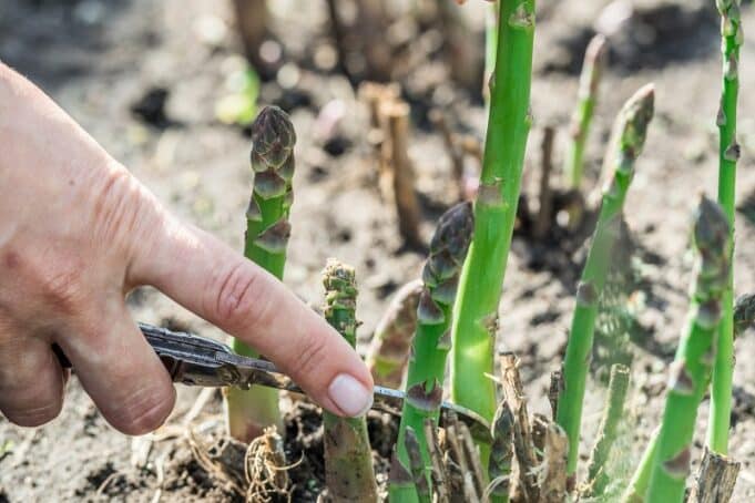 Grünen Spargel selber anbauen Anleitung Gartendialog.de
