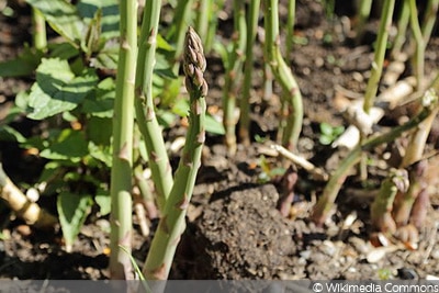 grüner Spargel