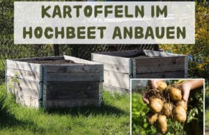 Kartoffeln im Hochbeet