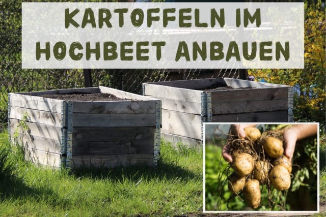 Kartoffeln im Hochbeet