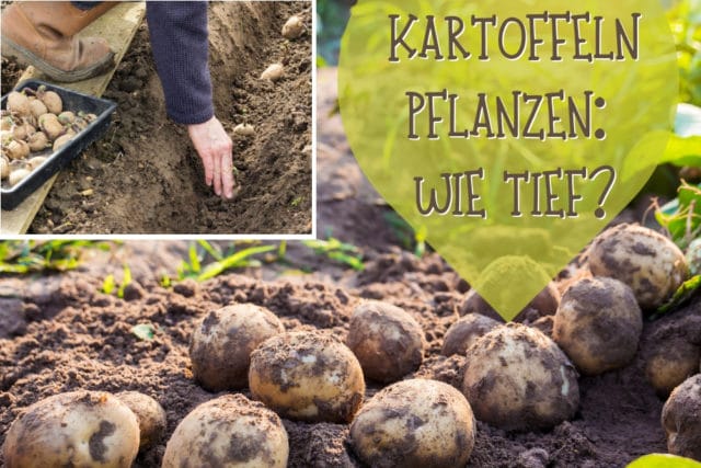 Kartoffeln pflanzen