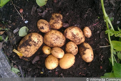 Kartoffeln Im Topf Und Sack Anbauen 3 Methoden Gartendialog De