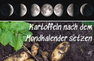 Kartoffeln nach dem Mondkalender setzen