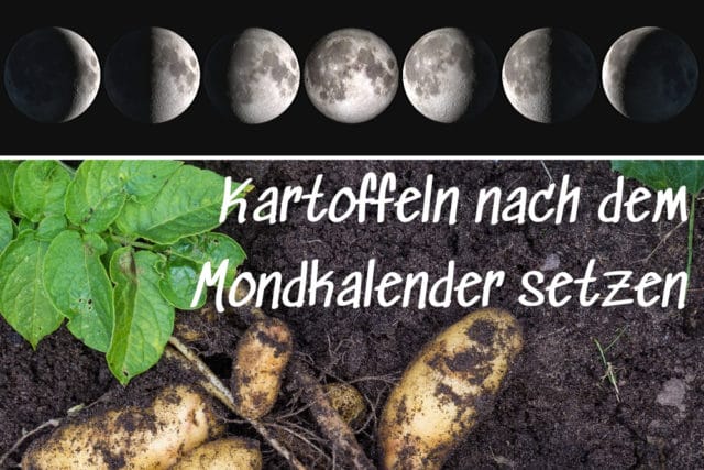Kartoffeln nach dem Mondkalender setzen