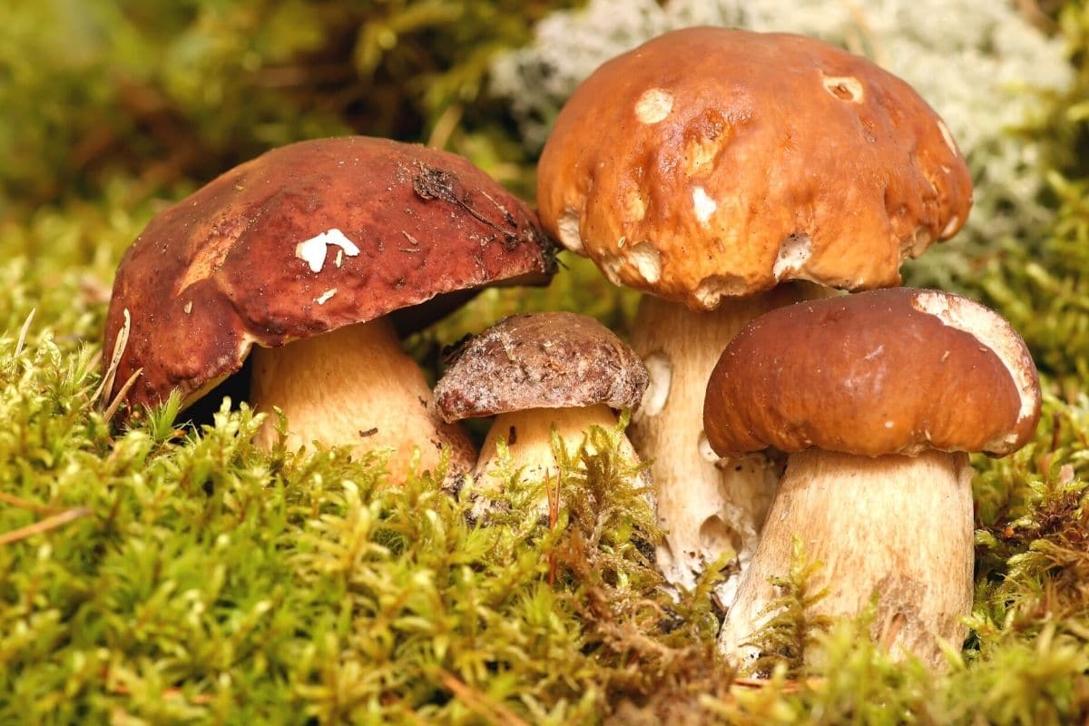 Kiefernsteinpilz (Boletus pinophilus)