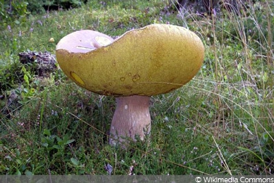 Kiefernsteinpilz