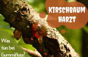 Kirschbaum harzt