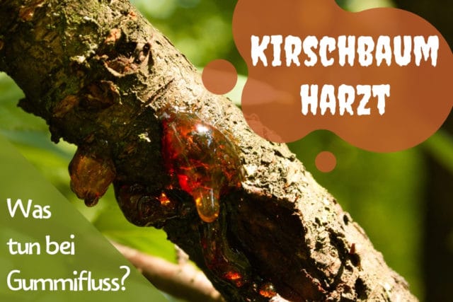 Kirschbaum harzt