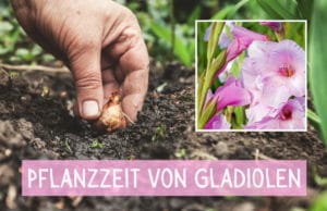 Pflanzzeit Gladiolen