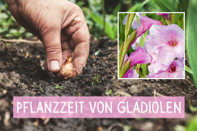 Pflanzzeit Gladiolen