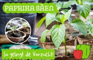 Paprika säen und vorziehen
