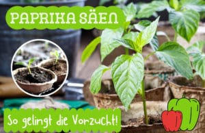 Paprika säen und vorziehen