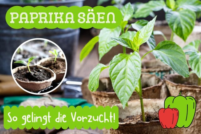 Paprika säen und vorziehen