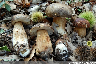 Schwarzhütiger Steinpilz