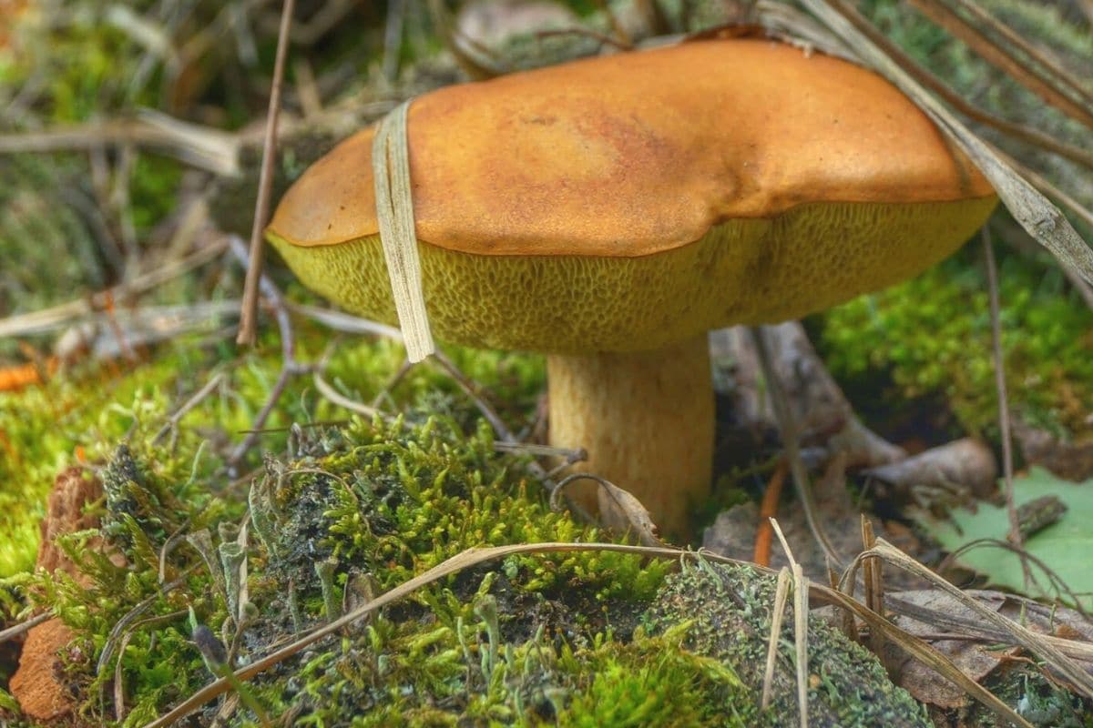 Sommersteinpilz (Boletus reticulatus)