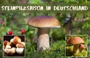 Steinpilzsaison in Deutschland