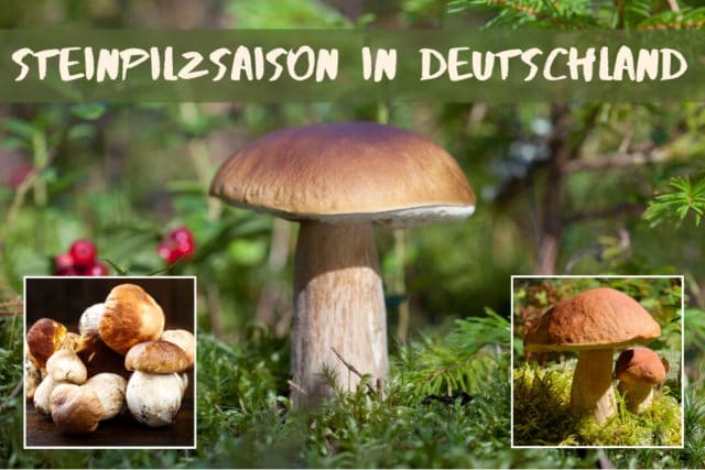 Steinpilzsaison in Deutschland