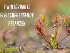 winterharte fleischfressende Pflanzen