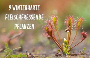 winterharte fleischfressende Pflanzen