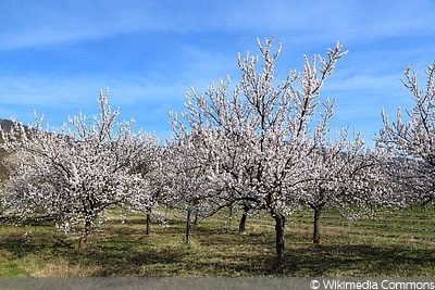 Aprikosenbaum