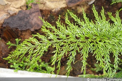 Asplenum daucifolium