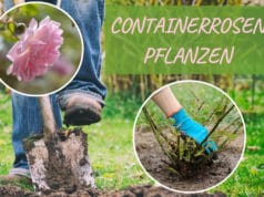 Containerrosen pflanzen