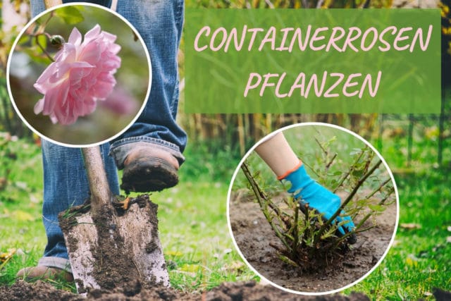 Containerrosen pflanzen