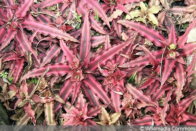 Cryptanthus bivittatus