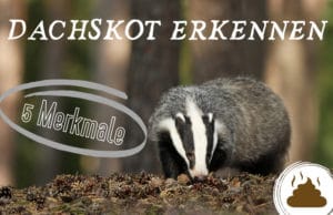 Dachskot erkennen