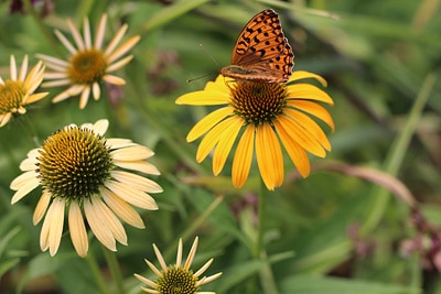 Echinacea