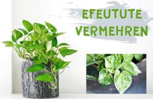 Epipremnum vermehren