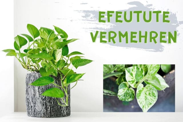 Epipremnum vermehren